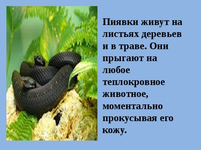 Пиявки живут на листьях деревьев и в траве. Они прыгают на любое теплокровное животное, моментально прокусывая его кожу. 
