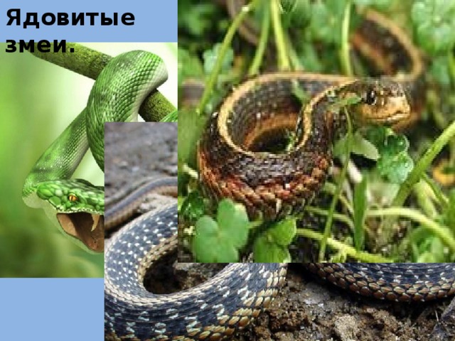 Ядовитые змеи. 