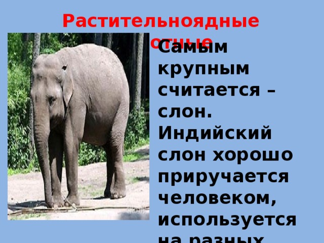 Растительноядные животные Самым крупным считается – слон. Индийский слон хорошо приручается человеком, используется на разных работах. 