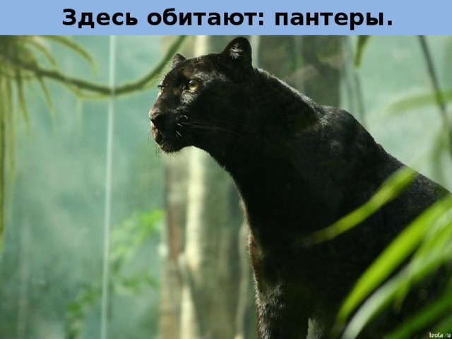 Здесь обитают: пантеры. 