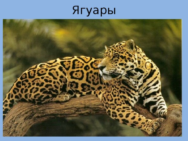 Ягуары 