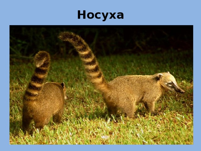 Носуха 