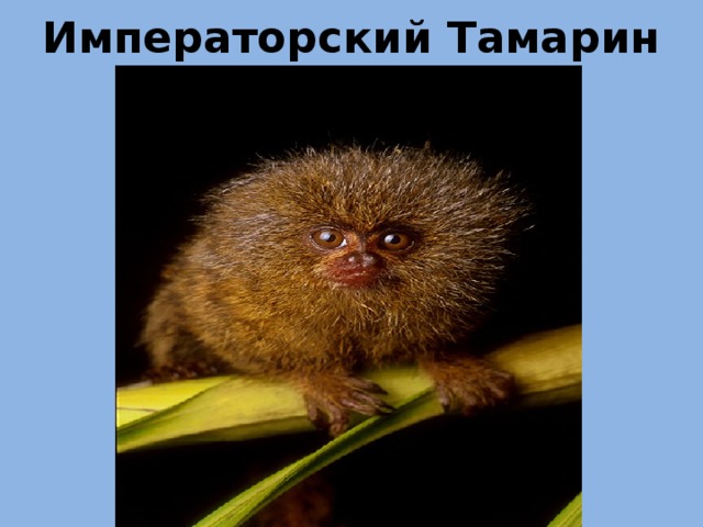 Императорский Тамарин 
