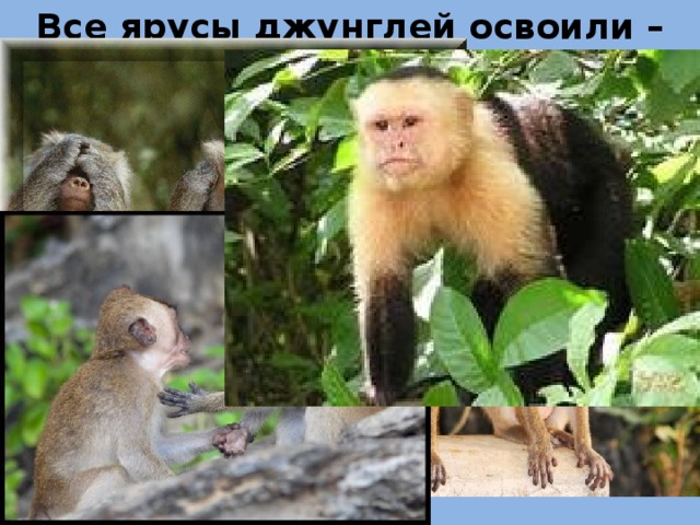 Все ярусы джунглей освоили – обезьяны. 