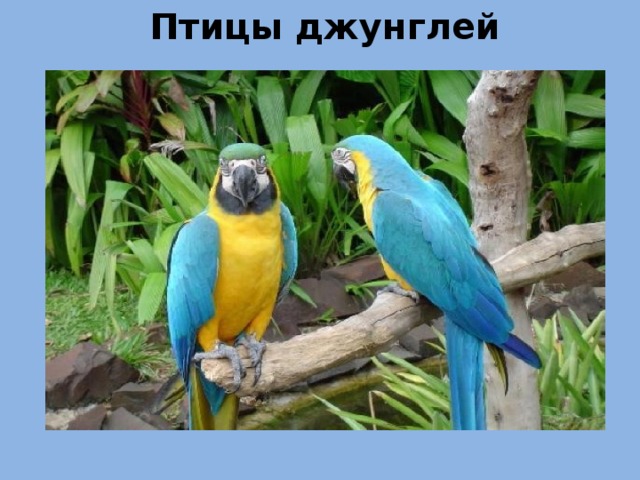 Птицы джунглей 