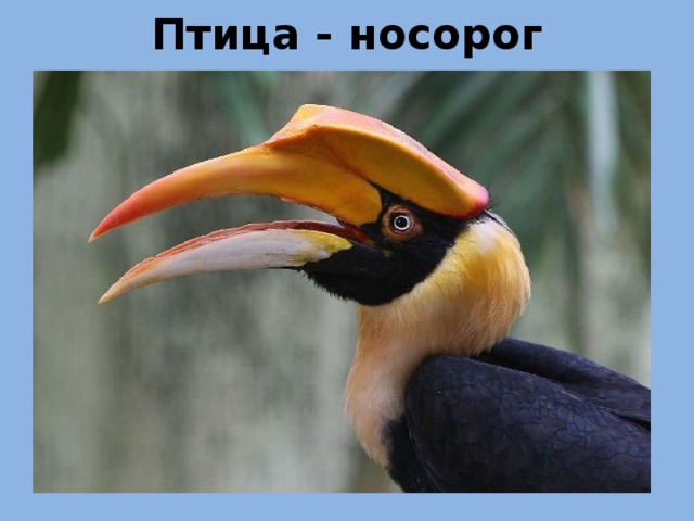 Птица - носорог 