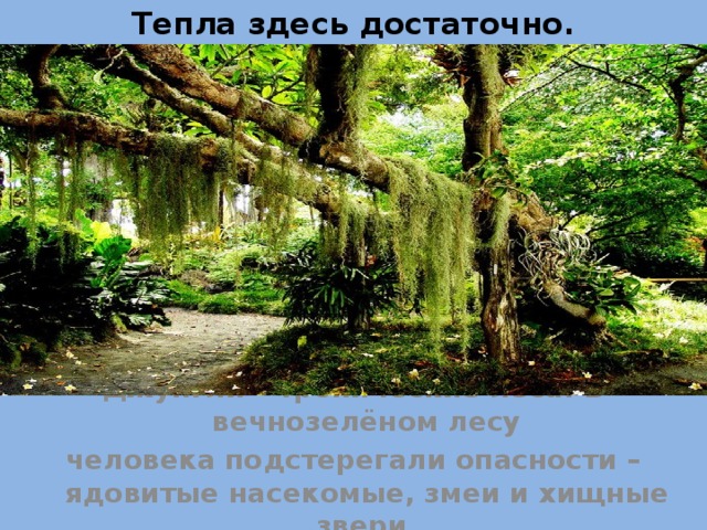 Тепла здесь достаточно. Джунгли – тропические леса. В вечнозелёном лесу человека подстерегали опасности – ядовитые насекомые, змеи и хищные звери. 