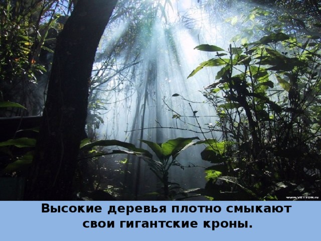 Высокие деревья плотно смыкают свои гигантские кроны. 