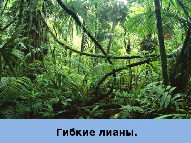 Гибкие лианы. 