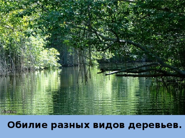 Обилие разных видов деревьев. 