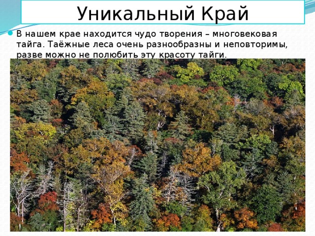 Уникальный Край В нашем крае находится чудо творения – многовековая тайга. Таёжные леса очень разнообразны и неповторимы, разве можно не полюбить эту красоту тайги. 