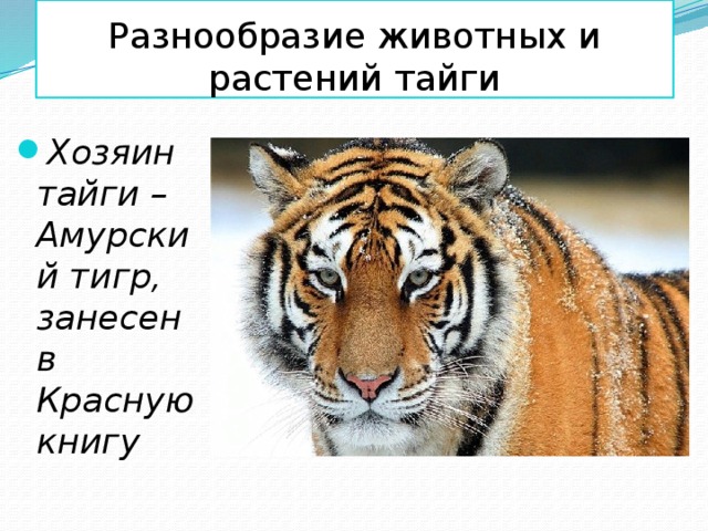 Какого зверя считали хозяином тайги. Красная книга тайги. Животные красной книги тайги. Растения красной книги тайги. Животные красной книги тайги в России.