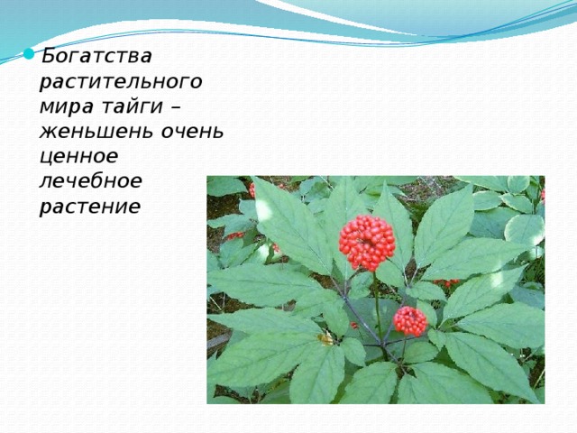 Богатства растительного мира тайги – женьшень очень ценное лечебное растение 