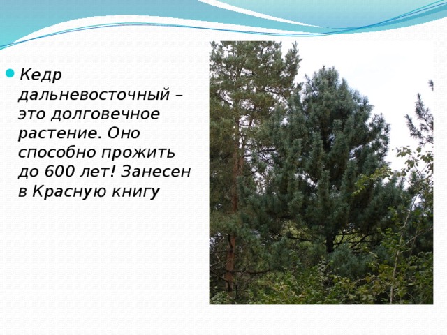 Кедр дальневосточный – это долговечное растение. Оно способно прожить до 600 лет! Занесен в Красную книгу 