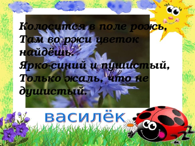 Колосится в поле рожь, Там во ржи цветок найдёшь. Ярко-синий и пушистый, Только жаль, что не душистый.  