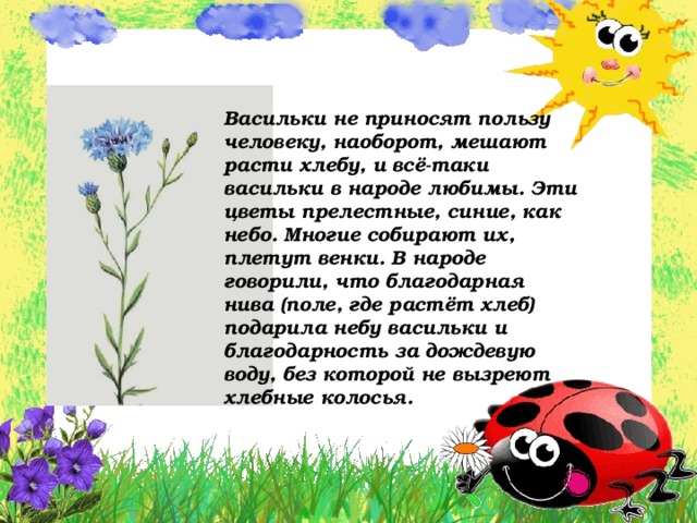 Васильки не приносят пользу человеку, наоборот, мешают расти хлебу, и всё-таки васильки в народе любимы. Эти цветы прелестные, синие, как небо. Многие собирают их, плетут венки. В народе говорили, что благодарная нива (поле, где растёт хлеб) подарила небу васильки и благодарность за дождевую воду, без которой не вызреют хлебные колосья. 