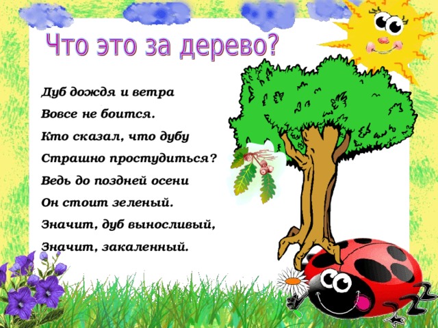 Дуб дождя и ветра Вовсе не боится. Кто сказал, что дубу Страшно простудиться? Ведь до поздней осени Он стоит зеленый. Значит, дуб выносливый, Значит, закаленный. 