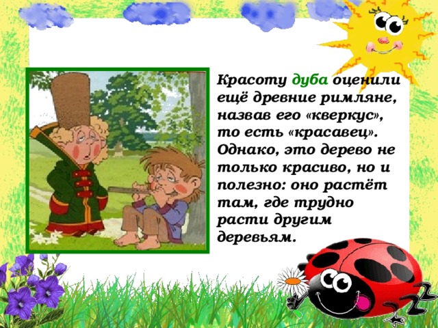 Красоту дуба оценили ещё древние римляне, назвав его «кверкус», то есть «красавец». Однако, это дерево не только красиво, но и полезно: оно растёт там, где трудно расти другим деревьям. 