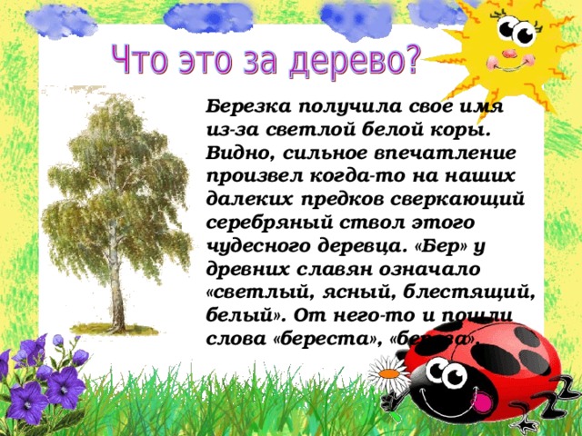 Березка получила свое имя из-за светлой белой коры. Видно, сильное впечатление произвел когда-то на наших далеких предков сверкающий серебряный ствол этого чудесного деревца. «Бер» у древних славян означало «светлый, ясный, блестящий, белый». От него-то и пошли слова «береста», «береза». 