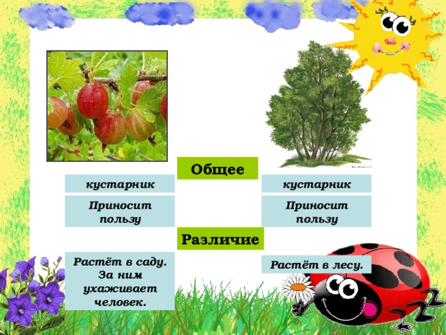 Общее кустарник кустарник Приносит пользу Приносит пользу Различие Растёт в саду. За ним ухаживает человек. Растёт в лесу. 