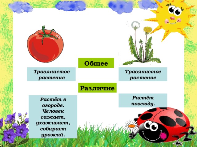 Общее Травянистое растение Травянистое растение Различие Растёт повсюду. Растёт в огороде. Человек сажает, ухаживает, собирает урожай. 