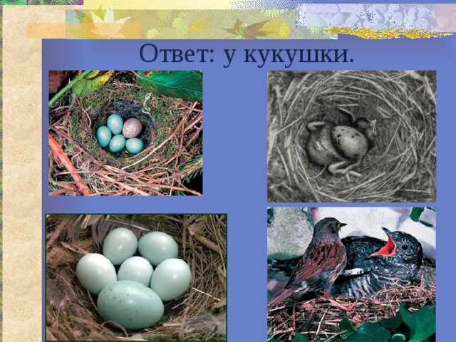 Ответ: у кукушки. 