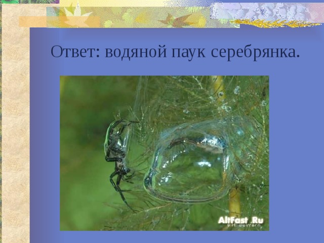 Ответ: водяной паук серебрянка. 