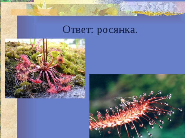 Ответ: росянка. 