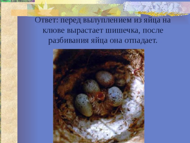 Ответ: перед вылуплением из яйца на клюве вырастает шишечка, после разбивания яйца она отпадает. 