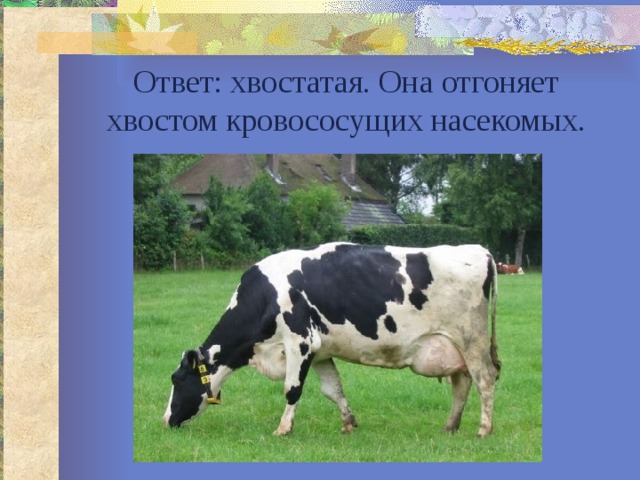 Ответ: хвостатая. Она отгоняет хвостом кровососущих насекомых. 