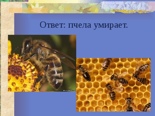 Ответ: пчела умирает. 