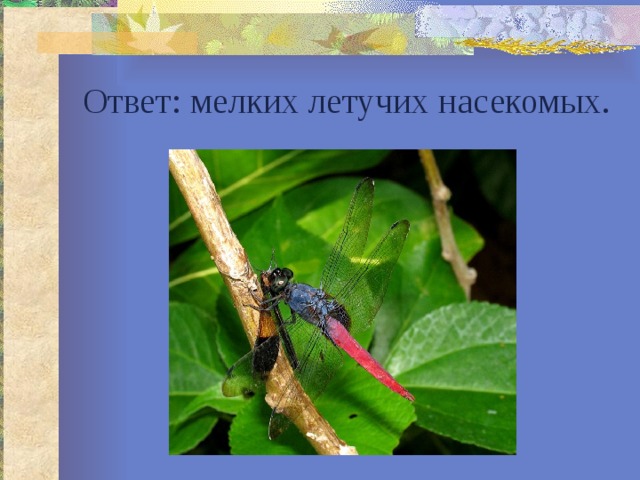 Ответ: мелких летучих насекомых. 