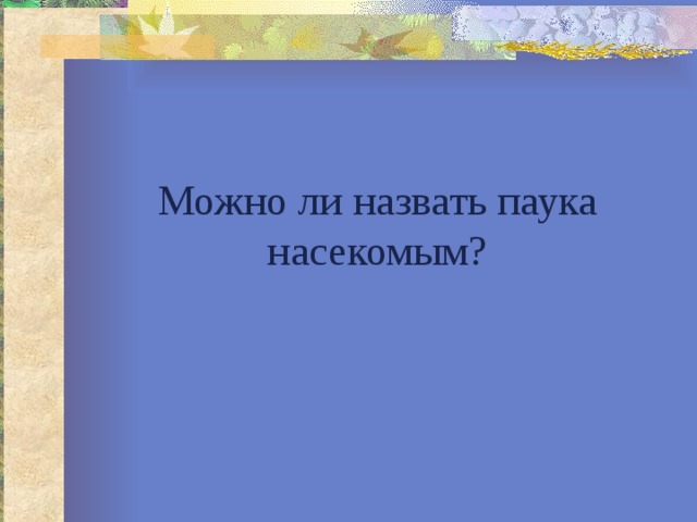 Можно ли назвать паука насекомым? 