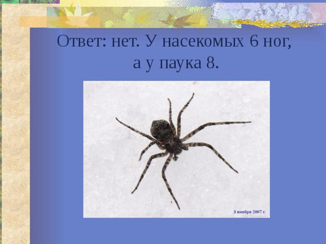 Ответ: нет. У насекомых 6 ног,  а у паука 8. 