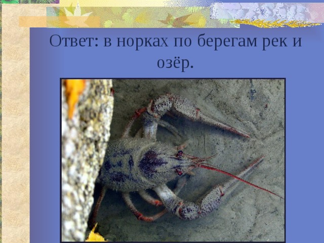 Ответ: в норках по берегам рек и озёр. 