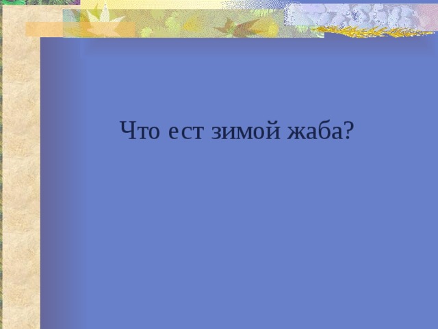 Что ест зимой жаба? 