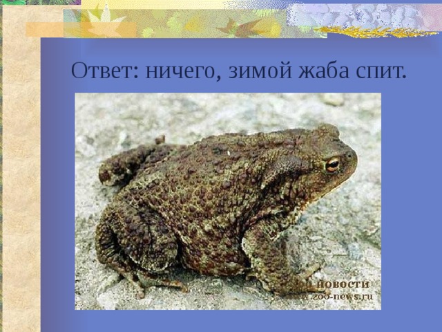 Ответ: ничего, зимой жаба спит. 
