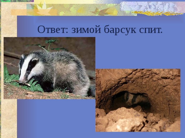 Ответ: зимой барсук спит. 