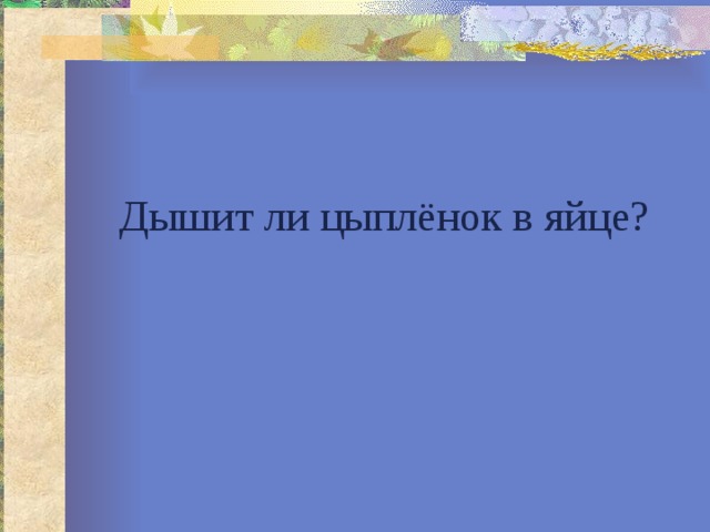 Дышит ли цыплёнок в яйце? 