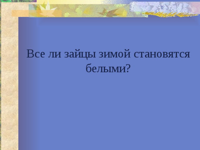 Все ли зайцы зимой становятся белыми? 