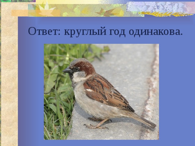 Ответ: круглый год одинакова. 