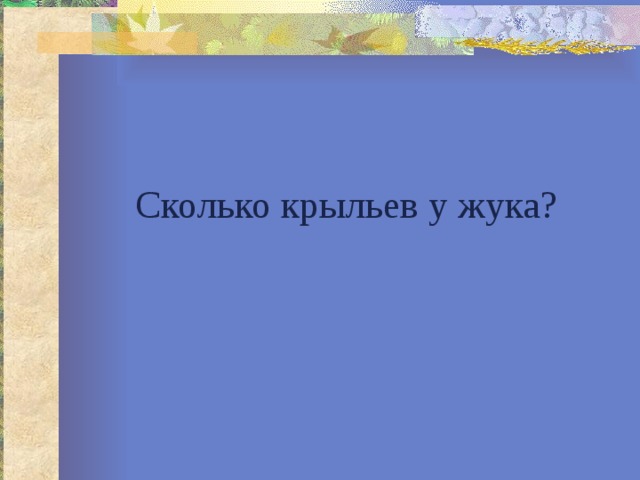 Сколько крыльев у жука? 