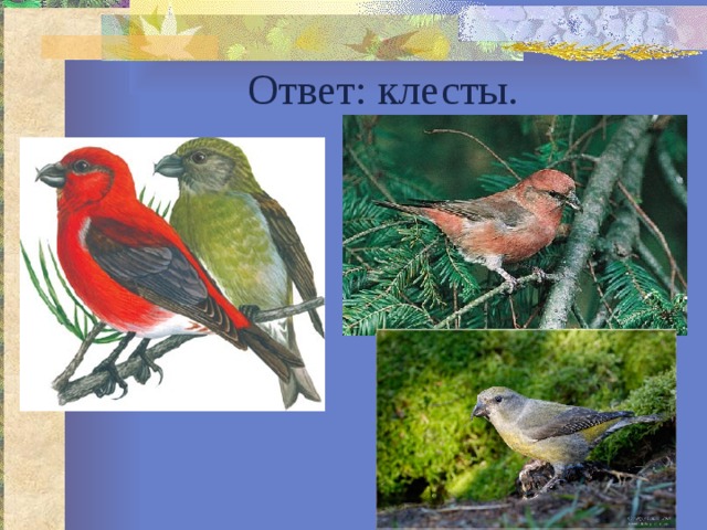 Ответ: клесты. 