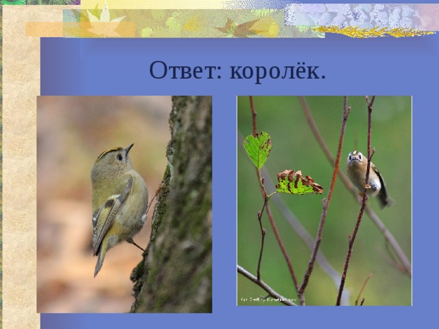 Ответ: королёк. 