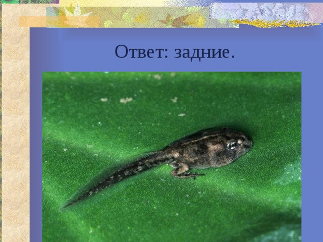 Ответ: задние. 