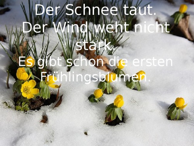 Der Schnee taut.  Der Wind weht nicht stark.  Es gibt schon die ersten Frühlingsblumen. 