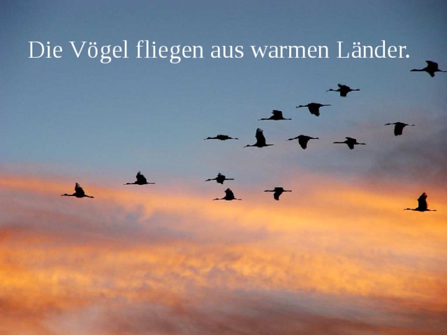 Die Vögel fliegen aus warmen Länder. 