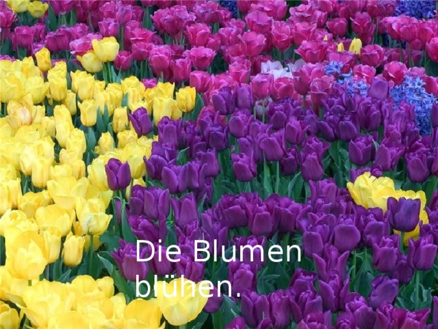 Die Blumen blühen. 