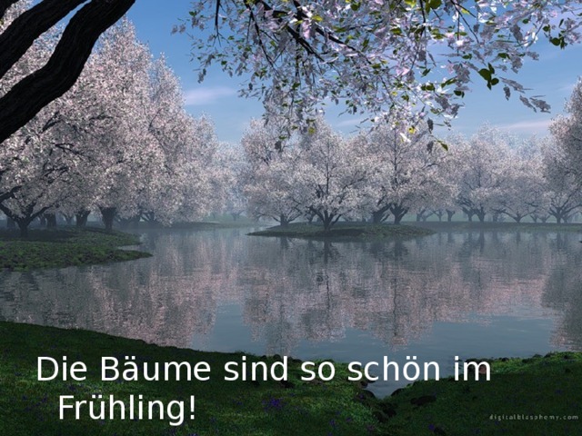 Die Bäume sind so schön im Frühling! 