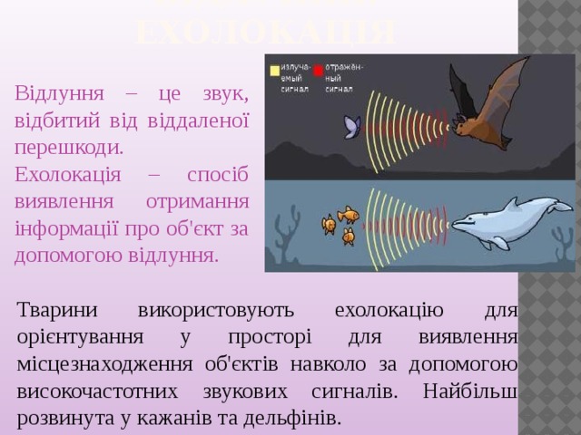 Відлуння. Ехолокація   Відлуння – це звук, відбитий від віддаленої перешкоди. Ехолокація – спосіб виявлення отримання інформації про об'єкт за допомогою відлуння. Тварини використовують ехолокацію для орієнтування у просторі для виявлення місцезнаходження об'єктів навколо за допомогою високочастотних звукових сигналів. Найбільш розвинута у кажанів та дельфінів.  